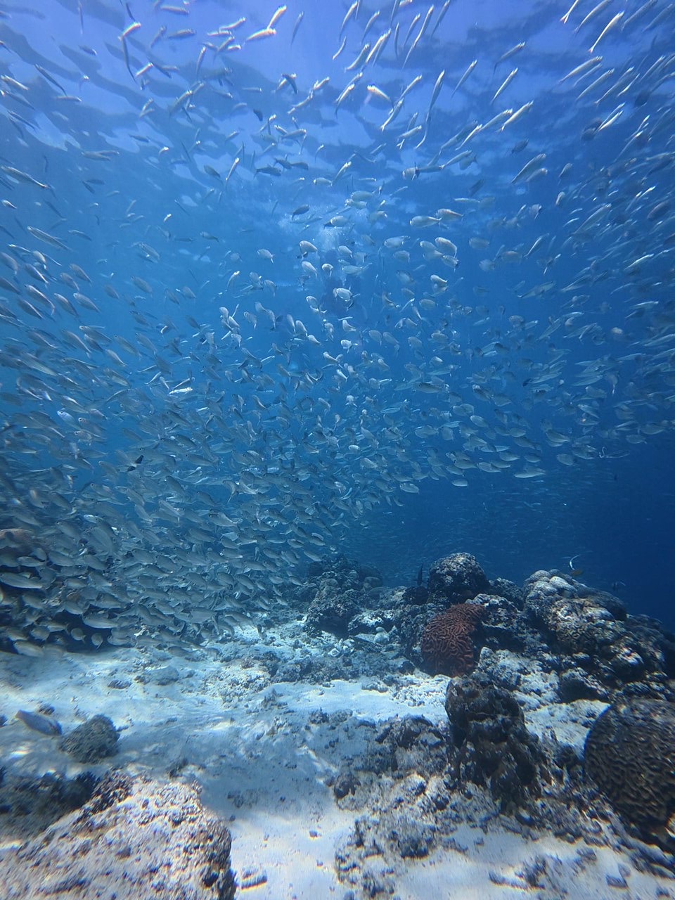 The sardine run off Panagsama Beach in Moalboal, a swirling wall of fish
